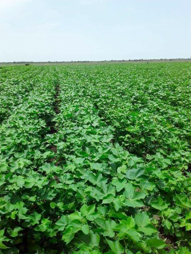 مشروع الجزيرة