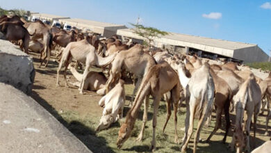 صورة ارشيفية