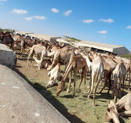 صورة ارشيفية