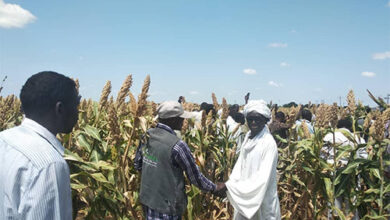 قيادات أهلية تشيد بمتحرك استتباب الأمن بولاية جنوب دارفور