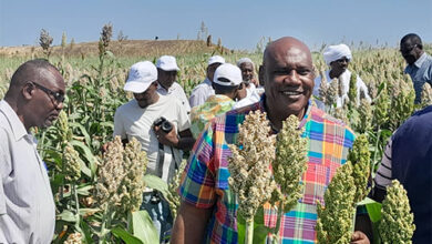 إنتاج كبير لمحصولي الزهرة والذرة بعد استخدام التقانات الزراعية بالقضارف