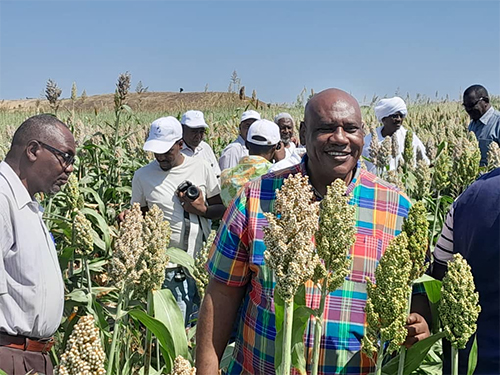 إنتاج كبير لمحصولي الزهرة والذرة بعد استخدام التقانات الزراعية بالقضارف