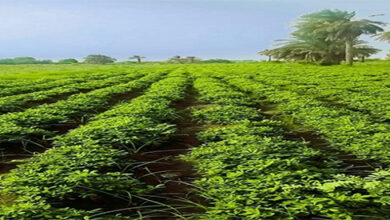 ضبط مُتّهم يزرع المُخدّرات داخل منزله بولاية الجزيرة