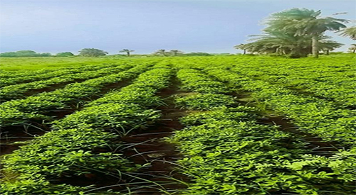 ضبط مُتّهم يزرع المُخدّرات داخل منزله بولاية الجزيرة