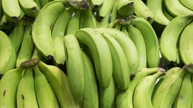 الموز الأخضر.. فائدة "غير متوقعة" لا تخطر على البال