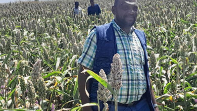 تقانات زراعية لزيادة الإنتاجية لصغار المزارعين بالقضارف