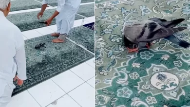 فيديو "حمامة الحرم المكي" يحقق 18 مليون مشاهدة