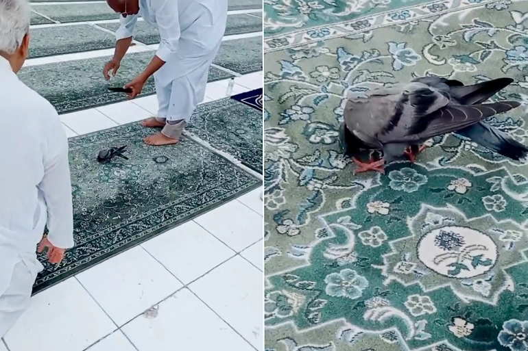 فيديو "حمامة الحرم المكي" يحقق 18 مليون مشاهدة