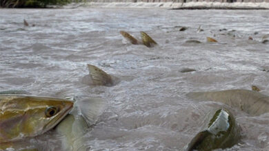 من أجل سمكة.. أميركا توافق على أكبر عملية إزالة للسدود في تاريخها