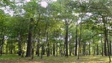 مجموعة البنك الدولي تقدم صندوقًا جديدًا لخفض الانبعاثات الحرارية