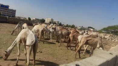 الشرطة تضبط محاولة تهريب 76 رأس من الإبل مهربة لدولة مجاورة