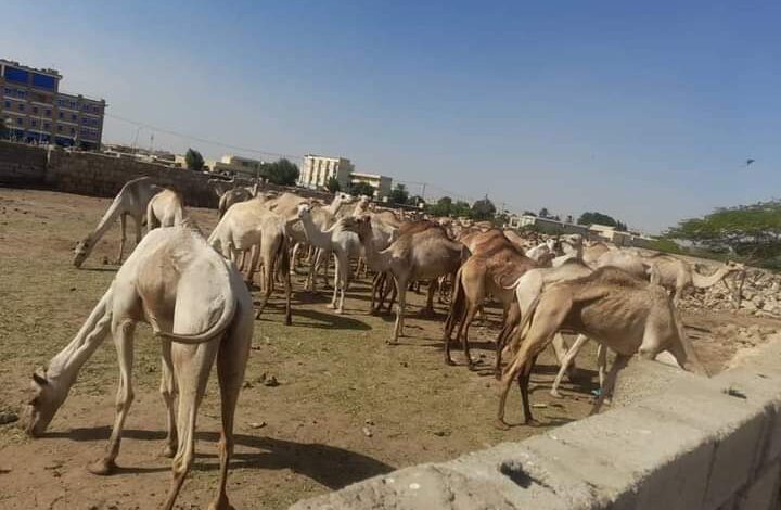 الشرطة تضبط محاولة تهريب 76 رأس من الإبل مهربة لدولة مجاورة