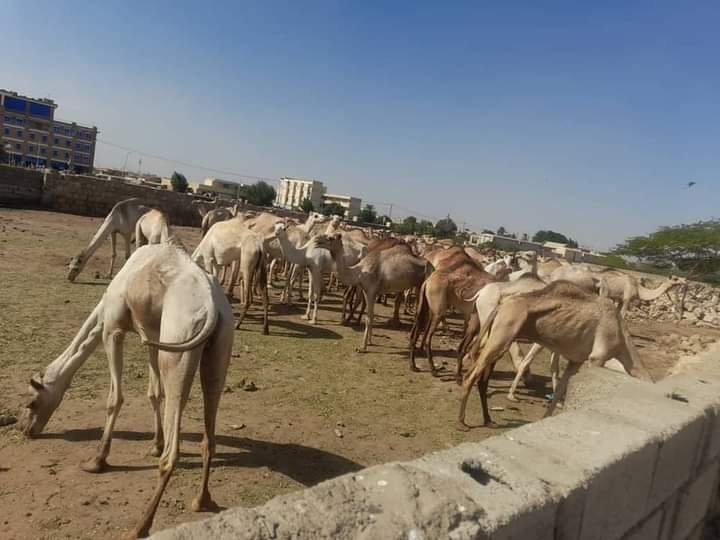 الشرطة تضبط محاولة تهريب 76 رأس من الإبل مهربة لدولة مجاورة