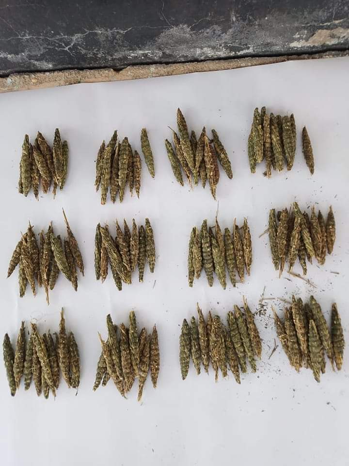 الشرطة تضبط متهمان بحوزتهم (120)رأس حشيش