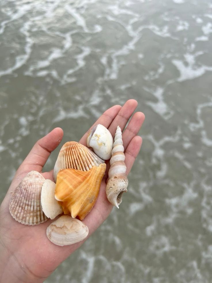 هناك أكثر من 50,000 نوع من الرخويات