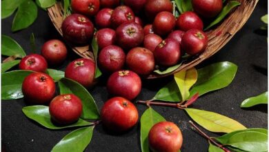 فوائد فاكهة الكوكم الصحية: دليلك الشامل لخصائصها الغذائية