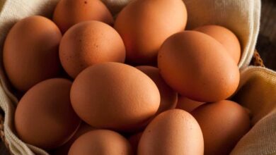 فوائد الكولين للدماغ: كيف تحمي البيضة الواحدة ذاكرتك؟