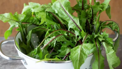 فوائد أوراق الهندباء (الطرخشقون): 8 تأثيرات مذهلة على جسمك عند تناولها