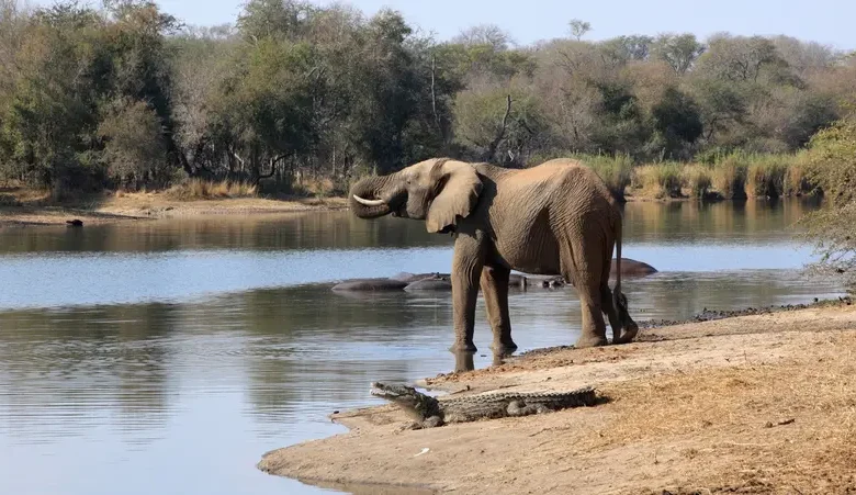 مأساة في زامبيا: نجا من الفيلة ليقتله تمساح في نهر لوانغوا