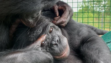 هل تمتلك القردة خيالاً؟ تجربة "حفلة الشاي" تكشف المفاجأة