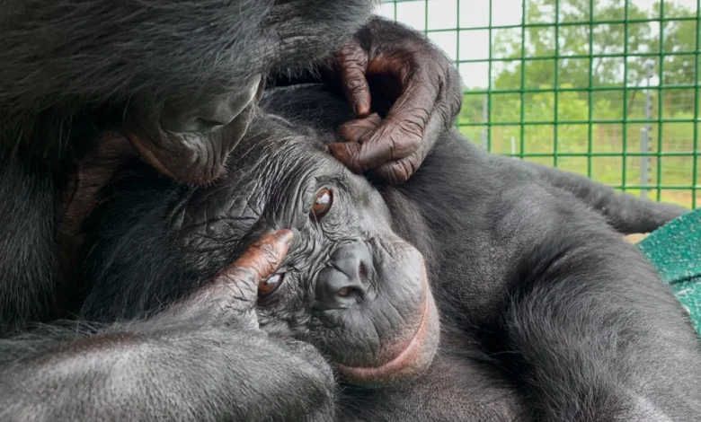 هل تمتلك القردة خيالاً؟ تجربة "حفلة الشاي" تكشف المفاجأة