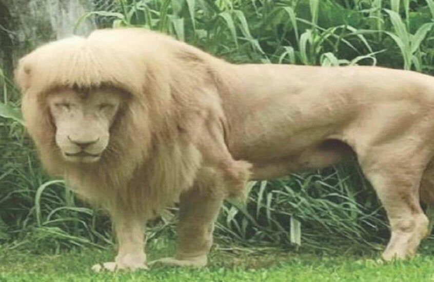 الأسد الصيني هان هان