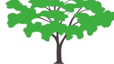 مدينة قيسان بولاية النيل الأزرق