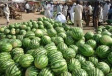 وطن البطيخ الأصلي
