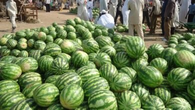 وطن البطيخ الأصلي