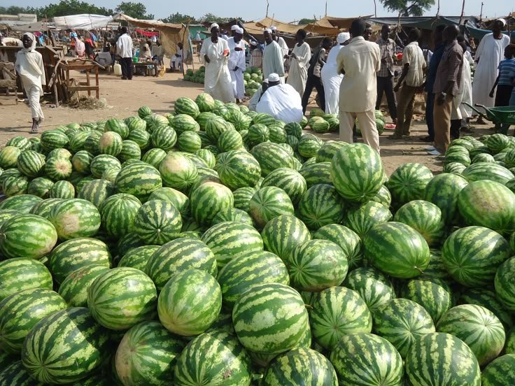 وطن البطيخ الأصلي